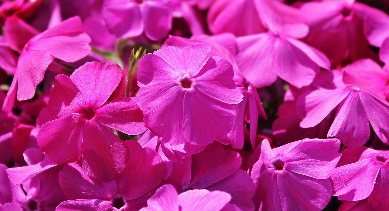 Best Ground Cover Plants for a Weed-Free Garden